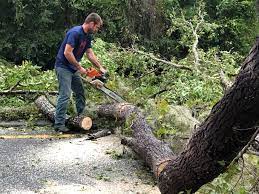 How Our Tree Care Process Works  in  Clairton, PA